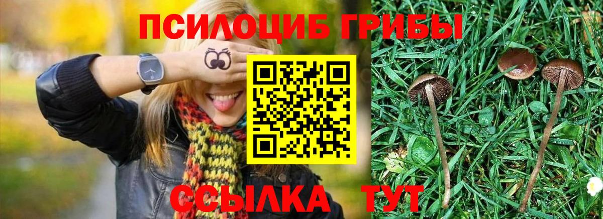 Красногорск  Псилоцибиновые грибы мицелий  Вход с VPN 